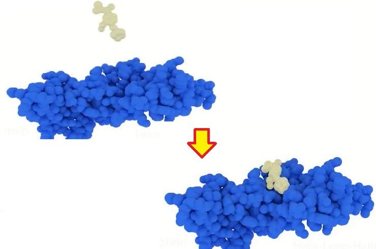タンパク質分子模型造形サービス